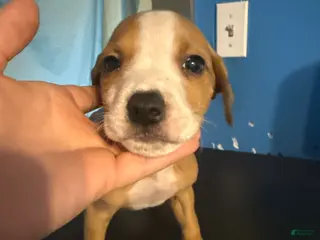 Mixed Breed dogs Mixed Breed Puppy 3 - Ad 27