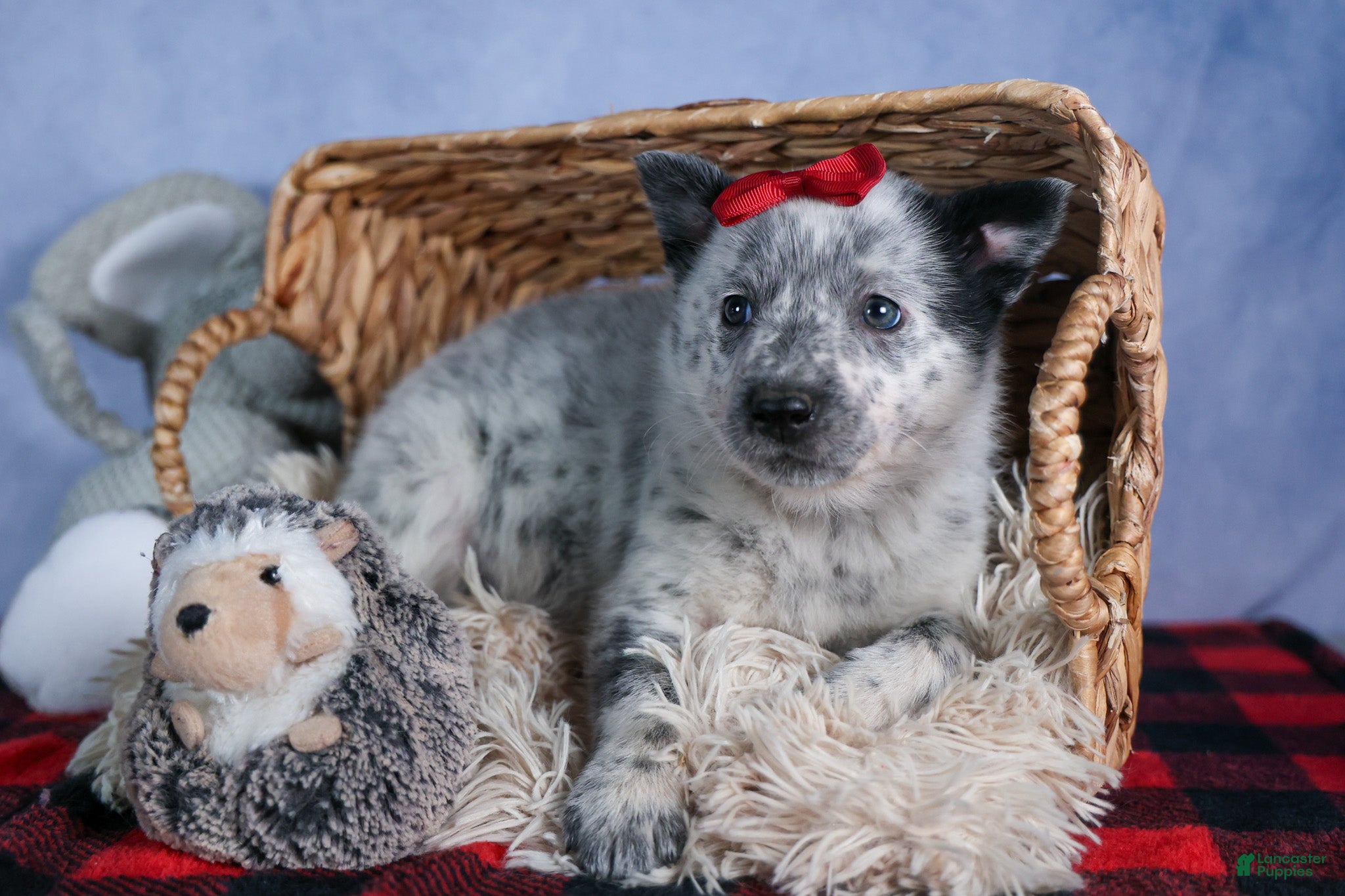 Mixed Breed dogs DAWN - Ad 2