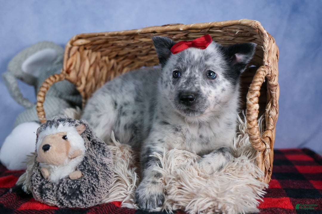 Mixed Breed dogs for sale: DAWN - Ad 2