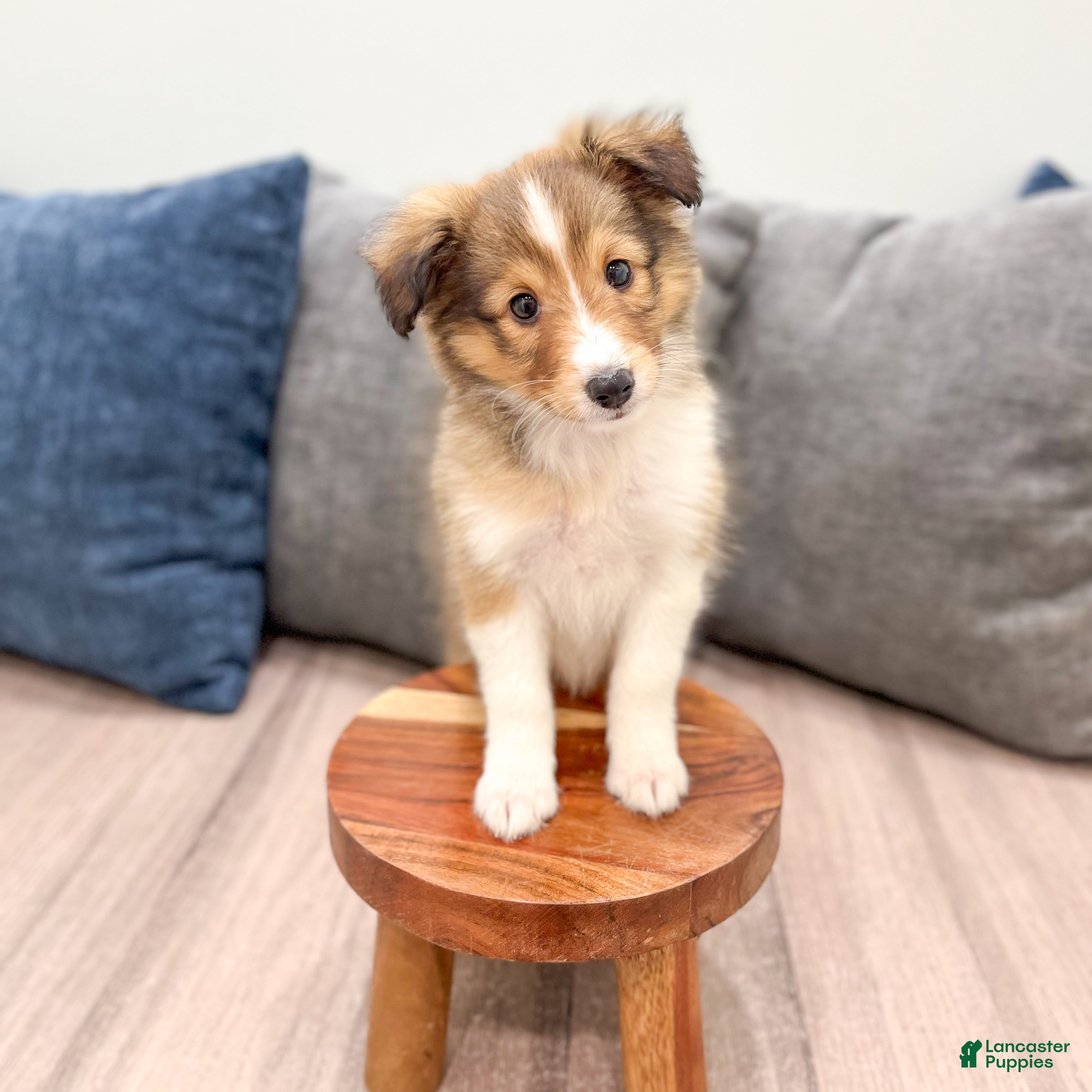 Shetland Sheepdog dogs Sadie - Ad 2