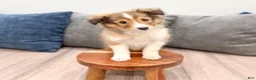 Shetland Sheepdog dogs for sale: Sadie - Ad 2