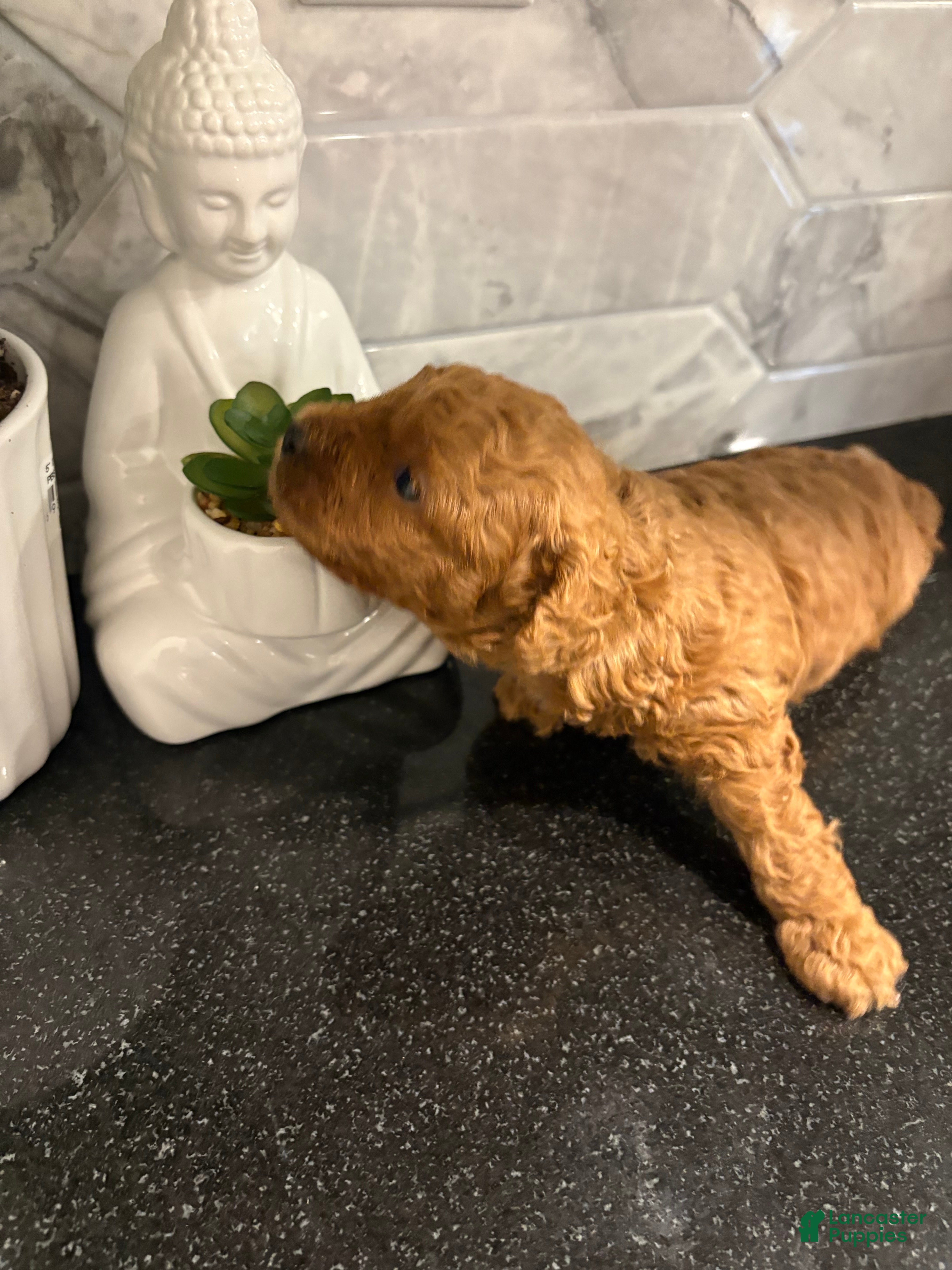 Toy Poodle dogs Toy Poodle 1 - Ad 2