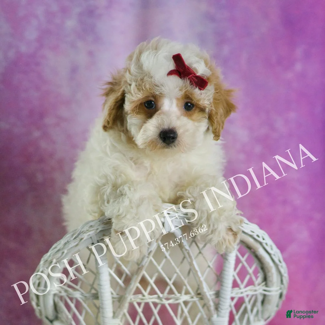Miniature Poodle dogs for sale: Bambi - Ad 6
