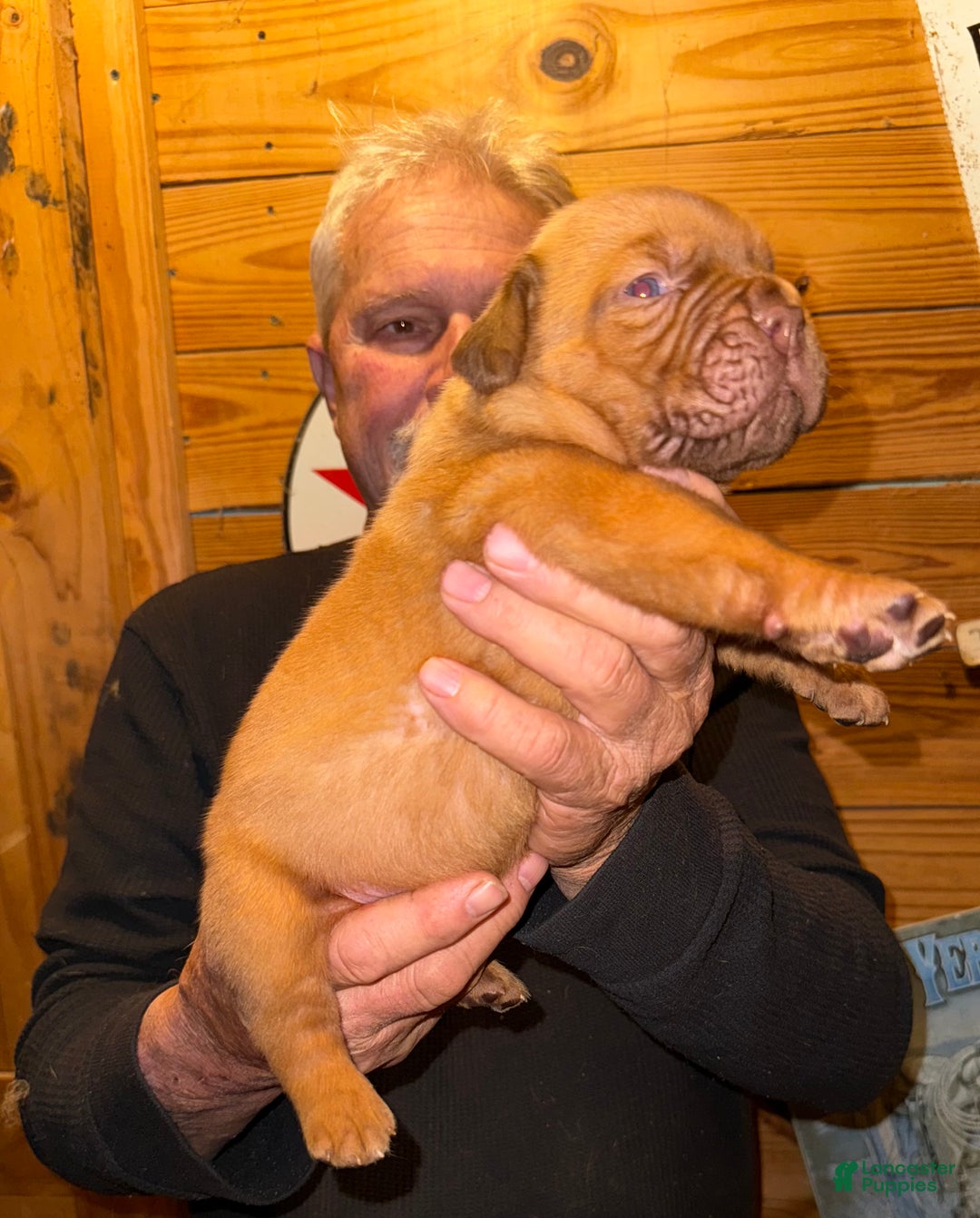 Dogue De Bordeaux dogs for sale: Dogue De Bordeaux Puppy 1 - Ad 1
