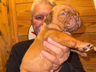 Dogue De Bordeaux dogs Dogue De Bordeaux Puppy 1 - Ad 1