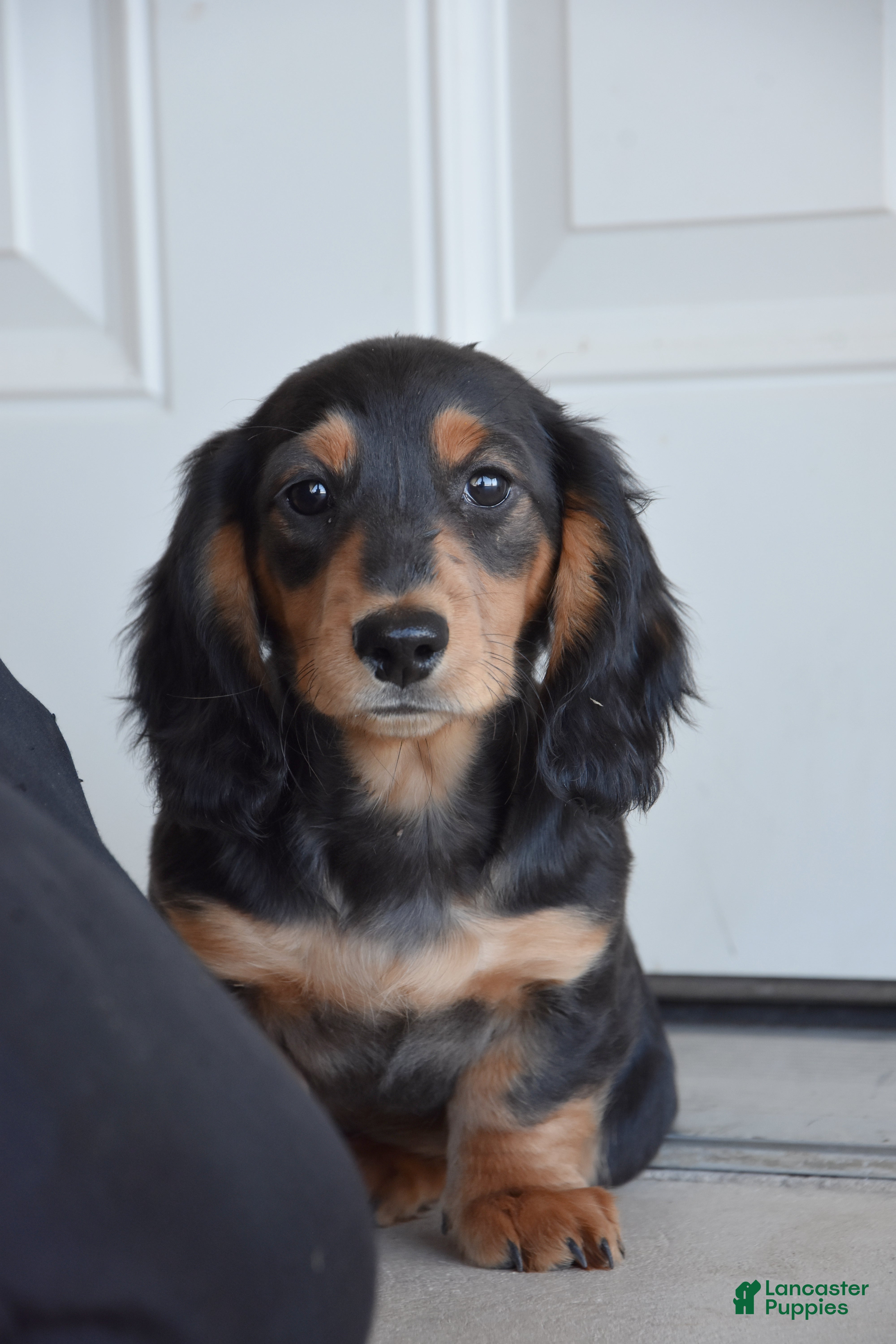 Miniature Dachshund dogs Abel - Ad 1