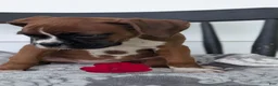 Boxer dogs for sale: Koko - Ad 9
