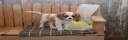 Cavalier King Charles Spaniel dogs for sale: Wrenly - Ad 11