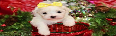 Maltese Puppy 4