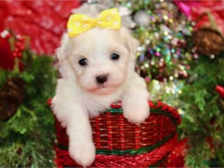 Maltese dogs Maltese Puppy 4 - Ad 14