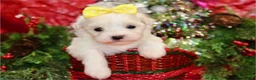Maltese dogs for sale: Maltese Puppy 4 - Ad 1