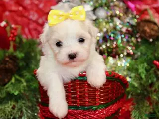 Maltese dogs Maltese Puppy 4 - Ad 21