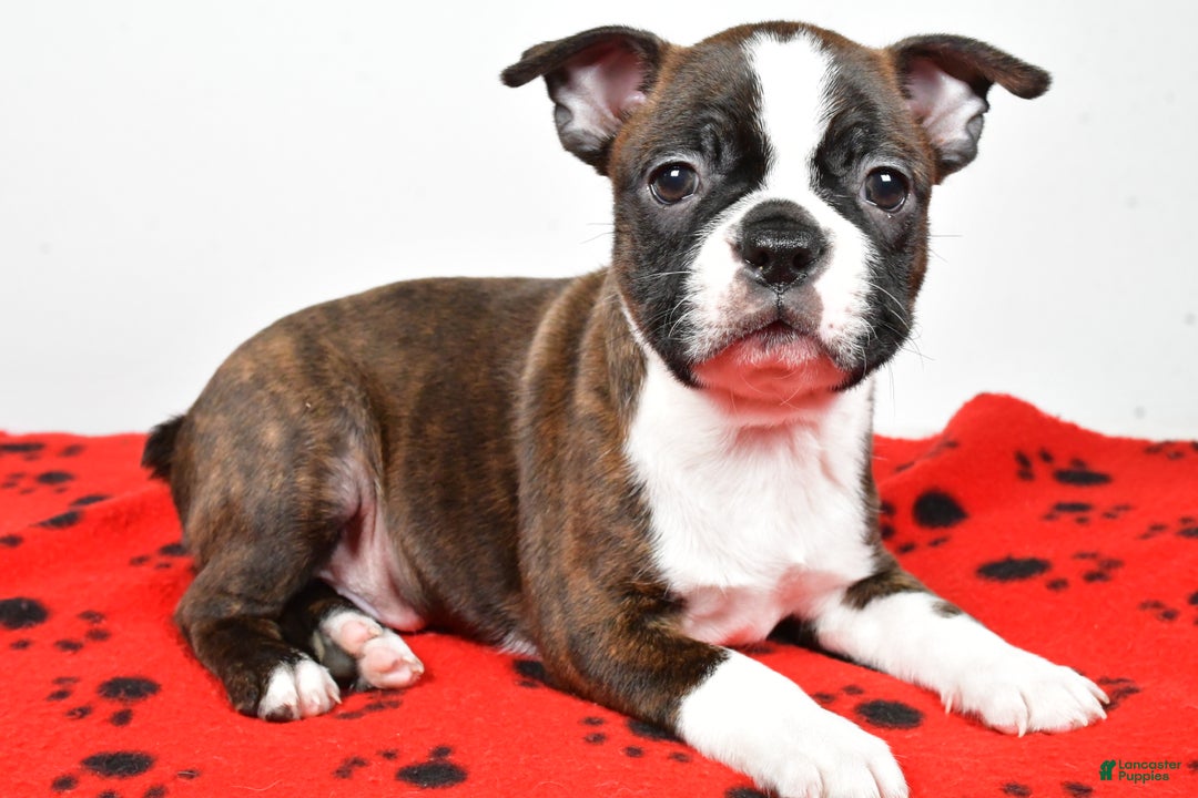 Boston Terrier dogs for sale: Rover - Ad 7