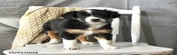 Miniature Australian Shepherd dogs for sale: Tulip - Ad 3