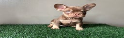 French Bulldog dogs for sale: French Bulldog Puppy 1 - Ad 1