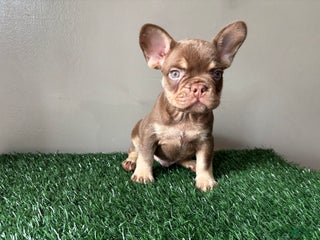 French Bulldog dogs French Bulldog Puppy 1 - Ad 12