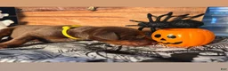Doberman Pinscher dogs for sale: Pumpkin Spice: European Bloodlines  - Ad 3