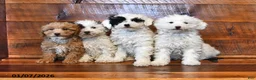 Miniature Poodle dogs for sale: Cotton Ball - Ad 3