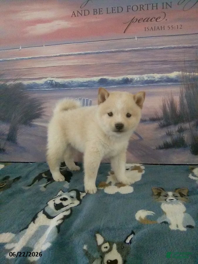 Shiba Inu dogs Lucy - Ad 2