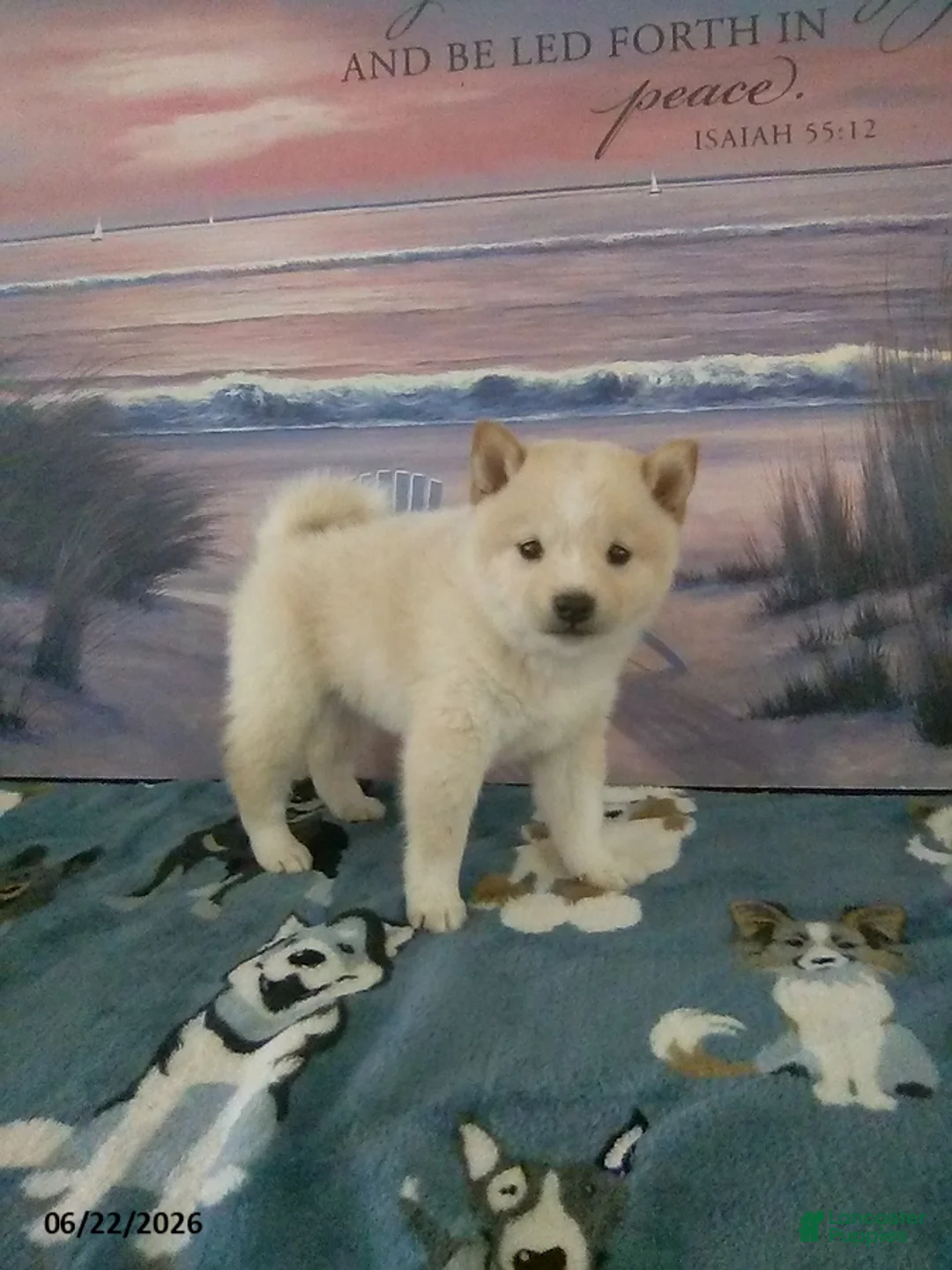 Shiba Inu dogs for sale: Lucy - Ad 2