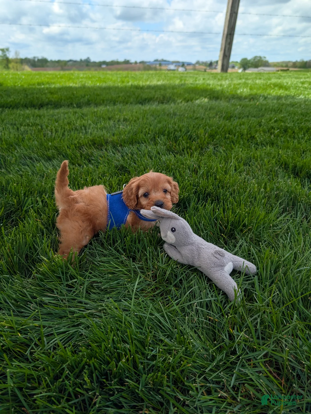 Cavapoo dogs for sale: Winston  - Ad 1