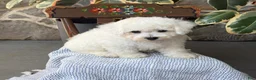 Bichon Frise dogs for sale: Jeffrey - Ad 9