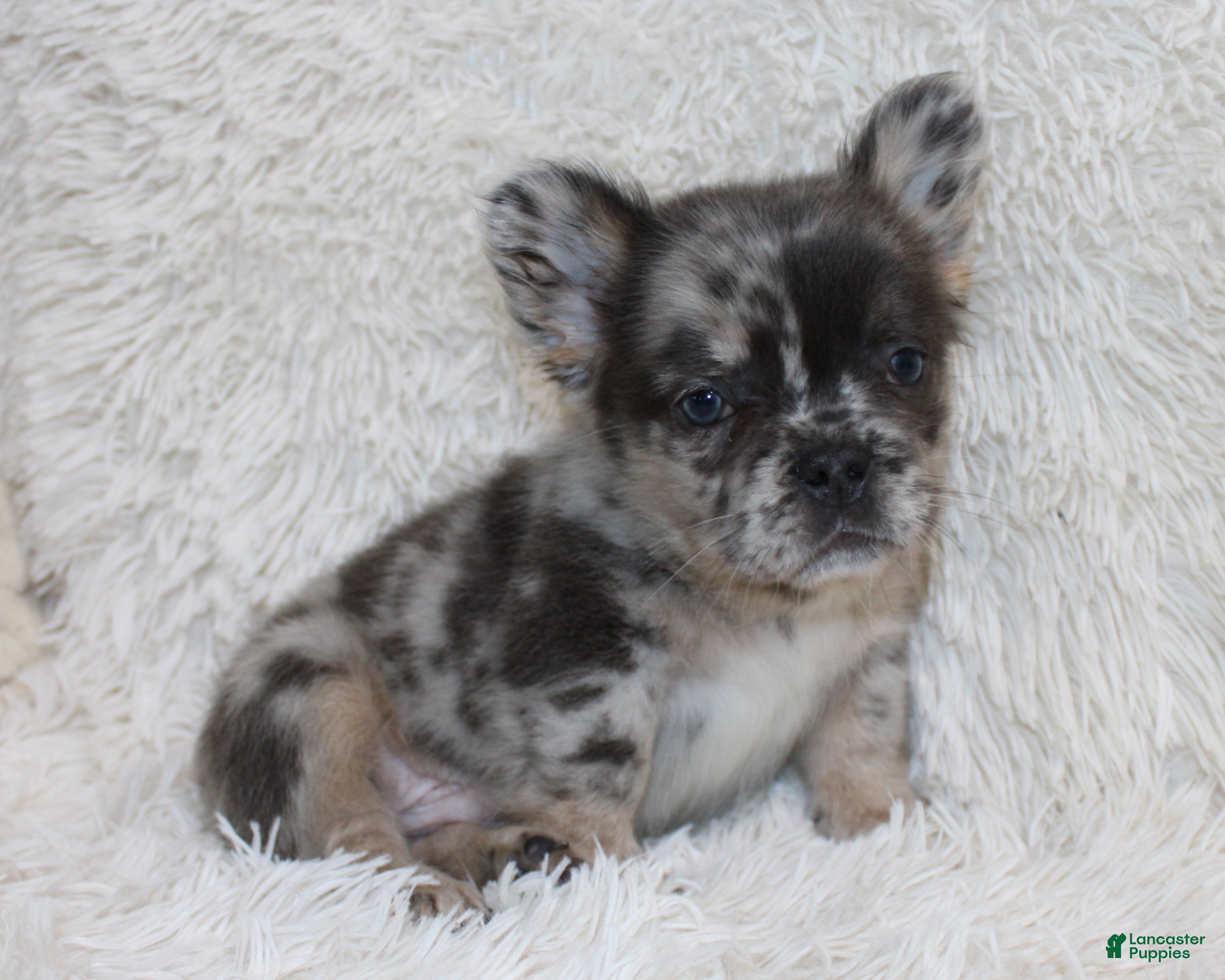 French Bulldog dogs Patrick - Ad 1