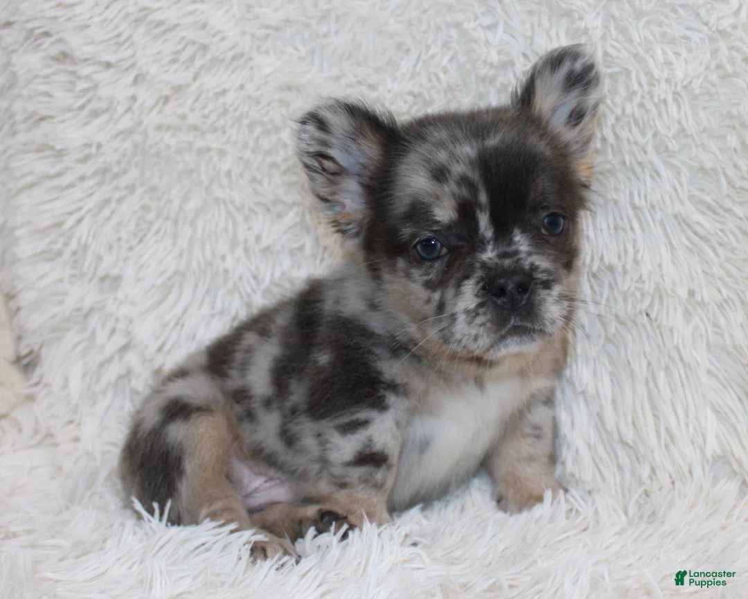 French Bulldog dogs for sale: Patrick - Ad 1