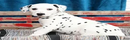 Dalmatian dogs for sale: Rufus - Ad 5