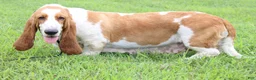 Basset Hound dogs for sale: Basset Hound Puppy 1 - Ad 1