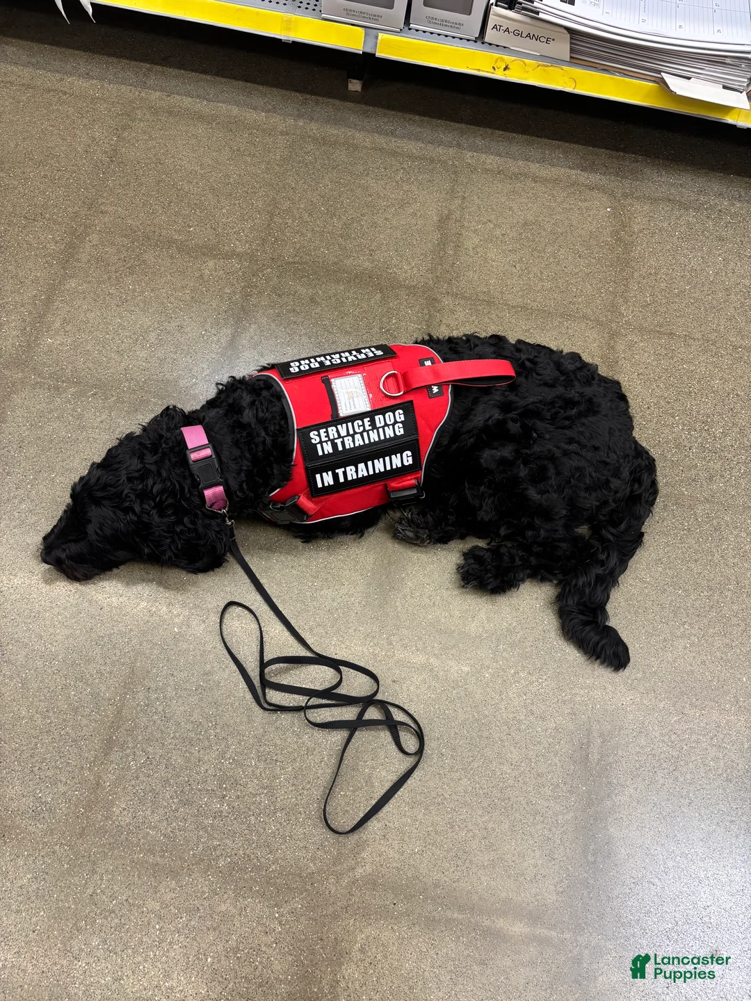 Labradoodle dogs for sale: Labradoodle for sale 43227 - Ad 2