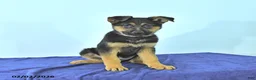 German Shepherd dogs for sale: Roger - Ad 1