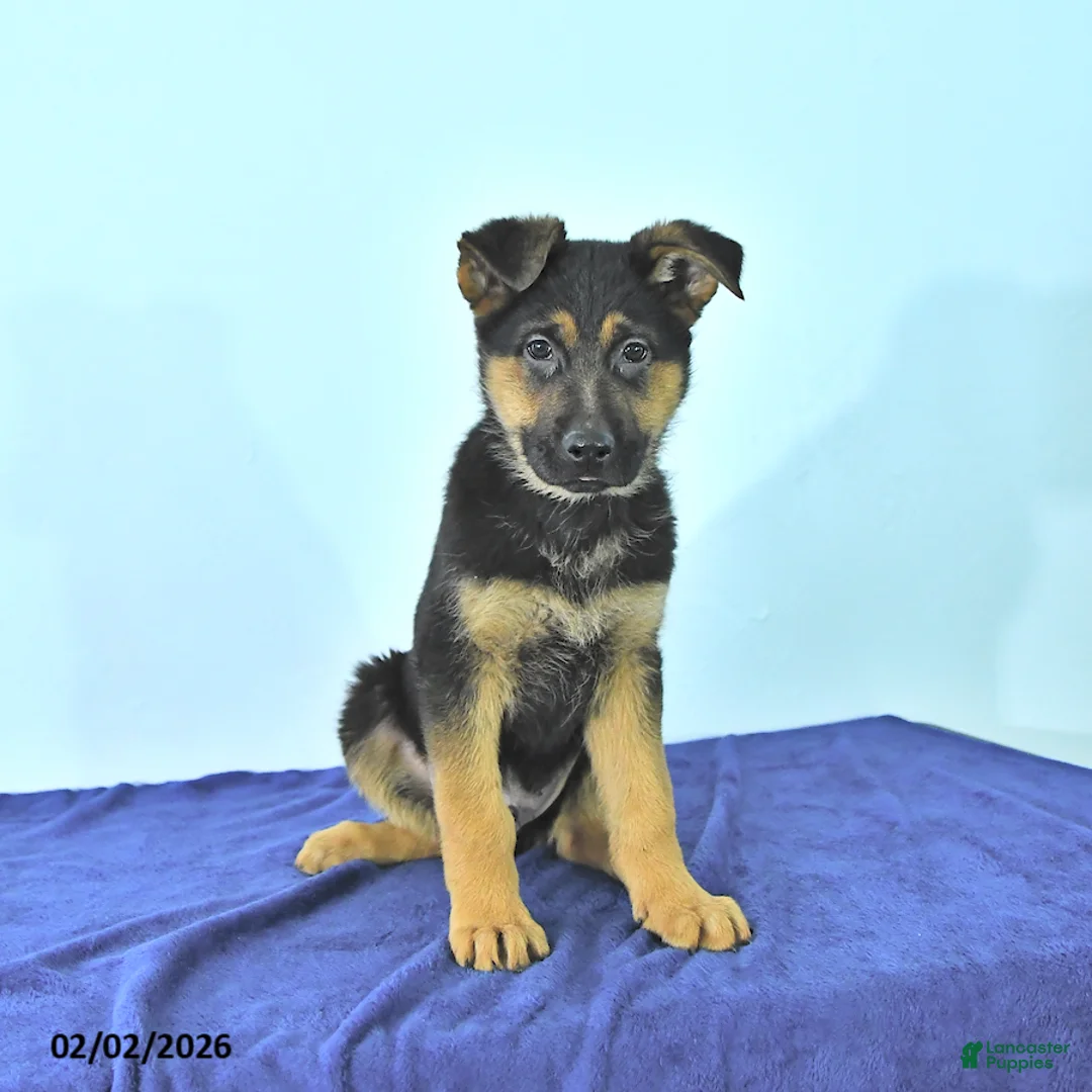 German Shepherd dogs for sale: Roger - Ad 1