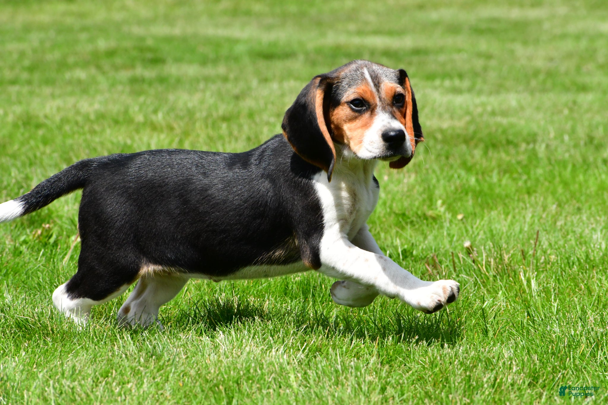 Beagle dogs Sandy - Ad 2