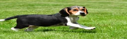 Beagle dogs for sale: Sandy - Ad 2