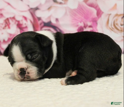 Boston Terrier dogs Riley - Ad 2