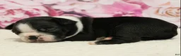 Boston Terrier dogs for sale: Riley - Ad 2