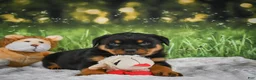Rottweiler dogs for sale: Kenzie - Ad 8