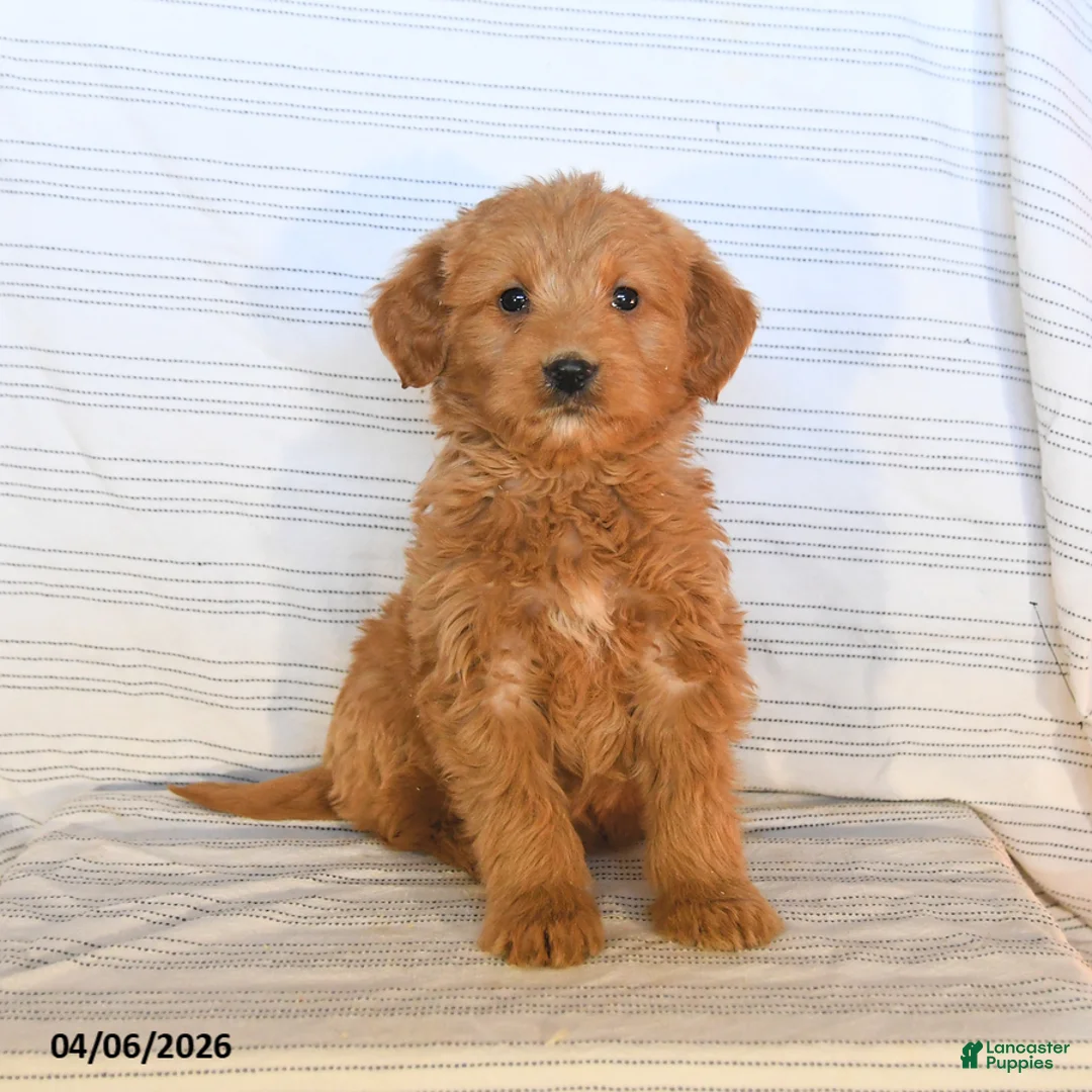 Mini Goldendoodle dogs for sale: Marco - Ad 1