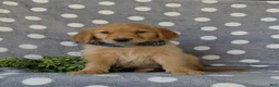 Golden Retriever dogs for sale: Colby - Ad 2