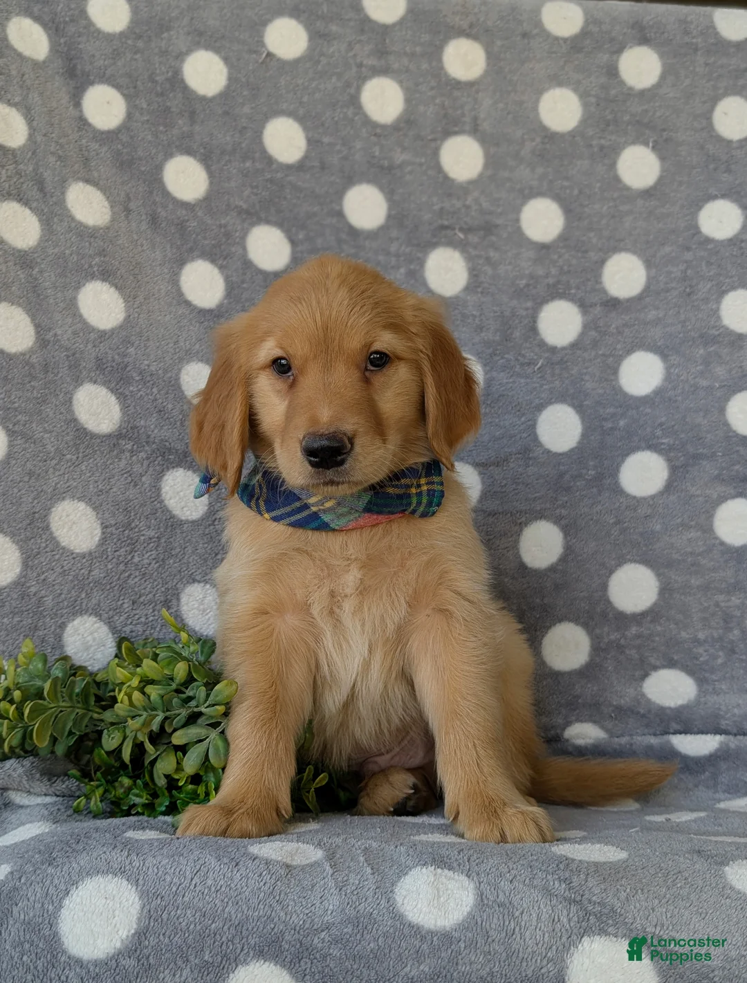 Golden Retriever dogs for sale: Colby - Ad 2