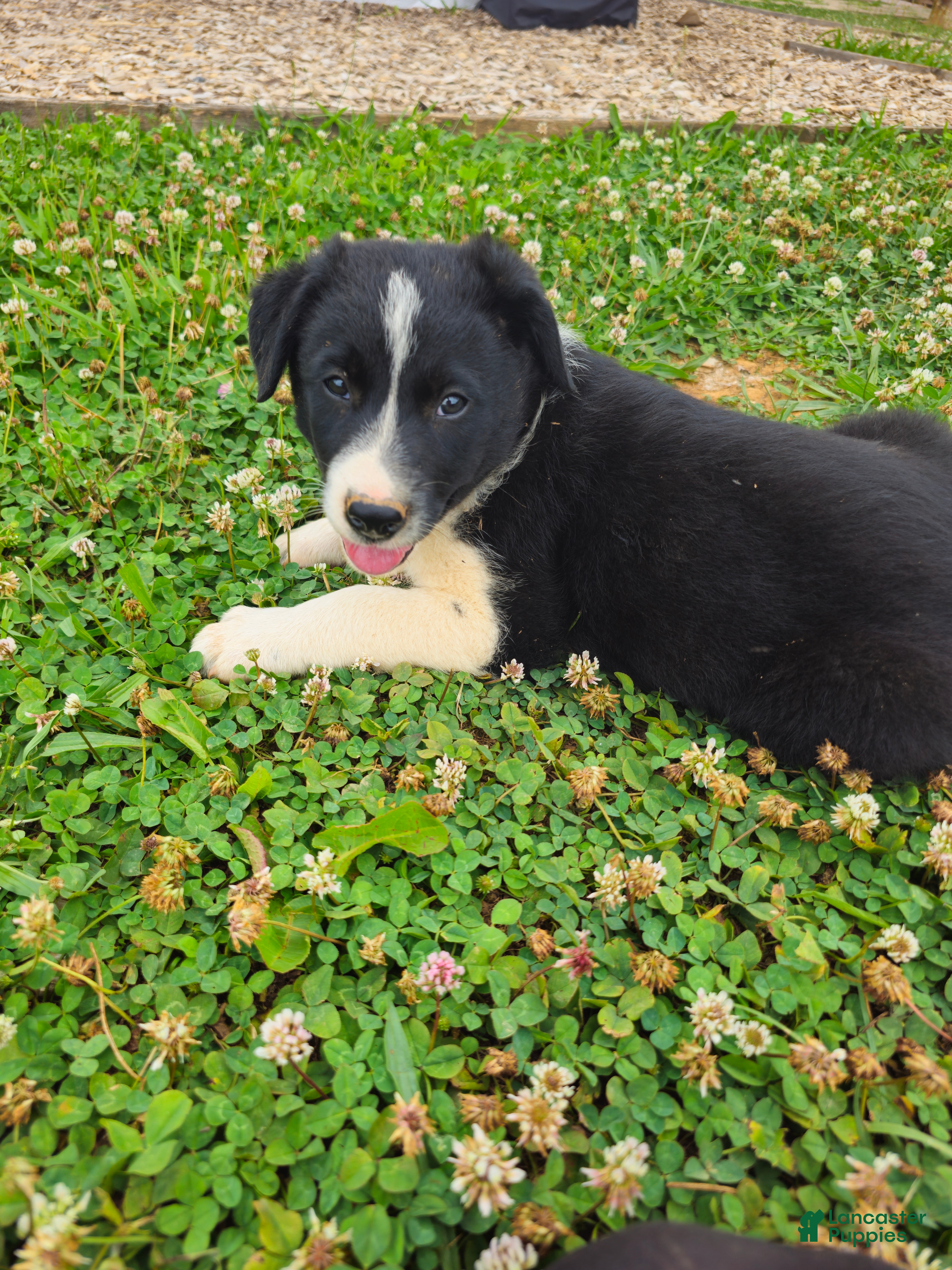 Border Collie dogs Jackson  - Ad 2