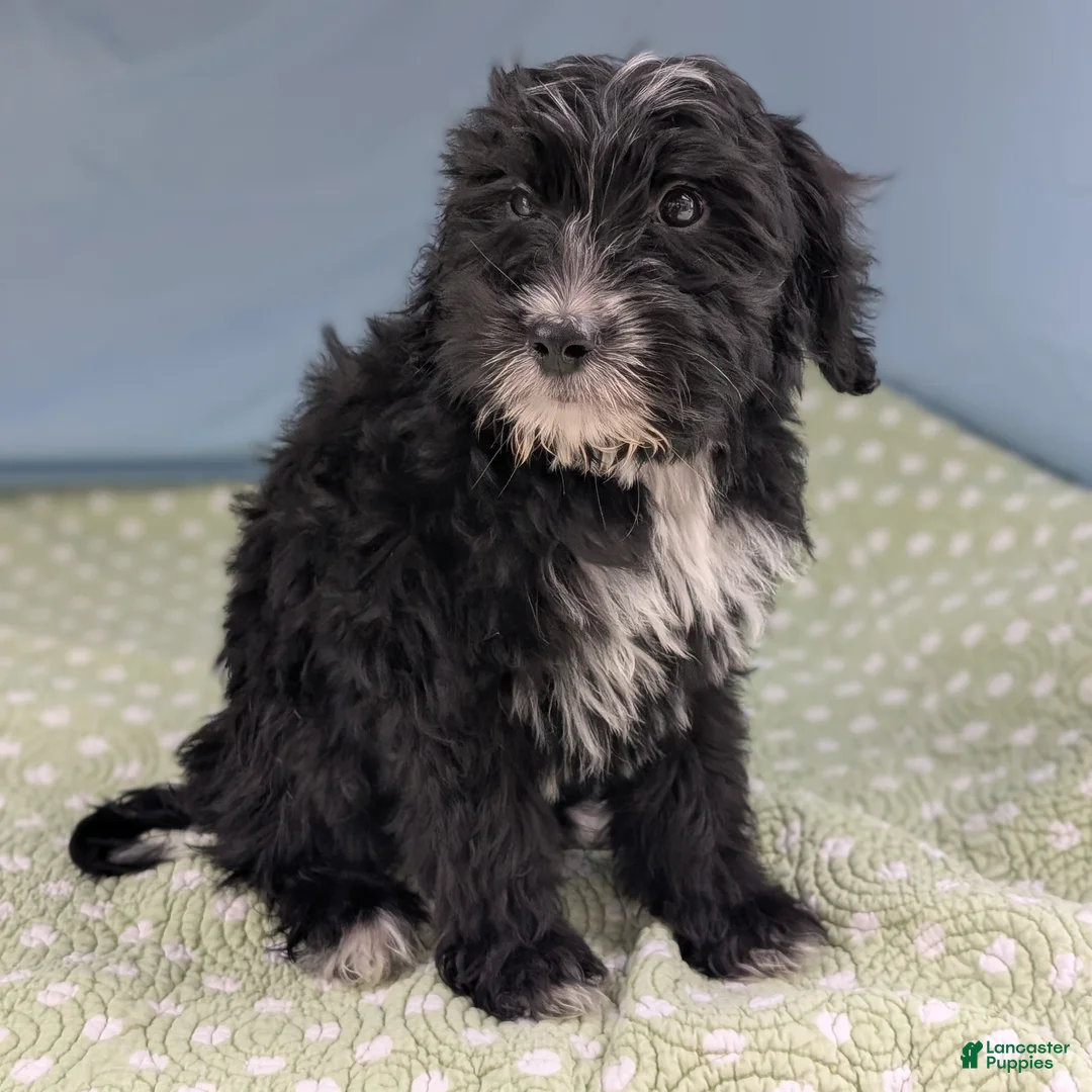 Mixed Breed dogs for sale: Bad Bunny - Ad 1