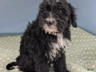 Mixed Breed dogs Bad Bunny - Ad 12