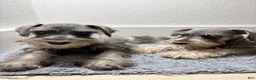 Miniature Schnauzer dogs for sale: Miniature Schnauzer 2 - Ad 6