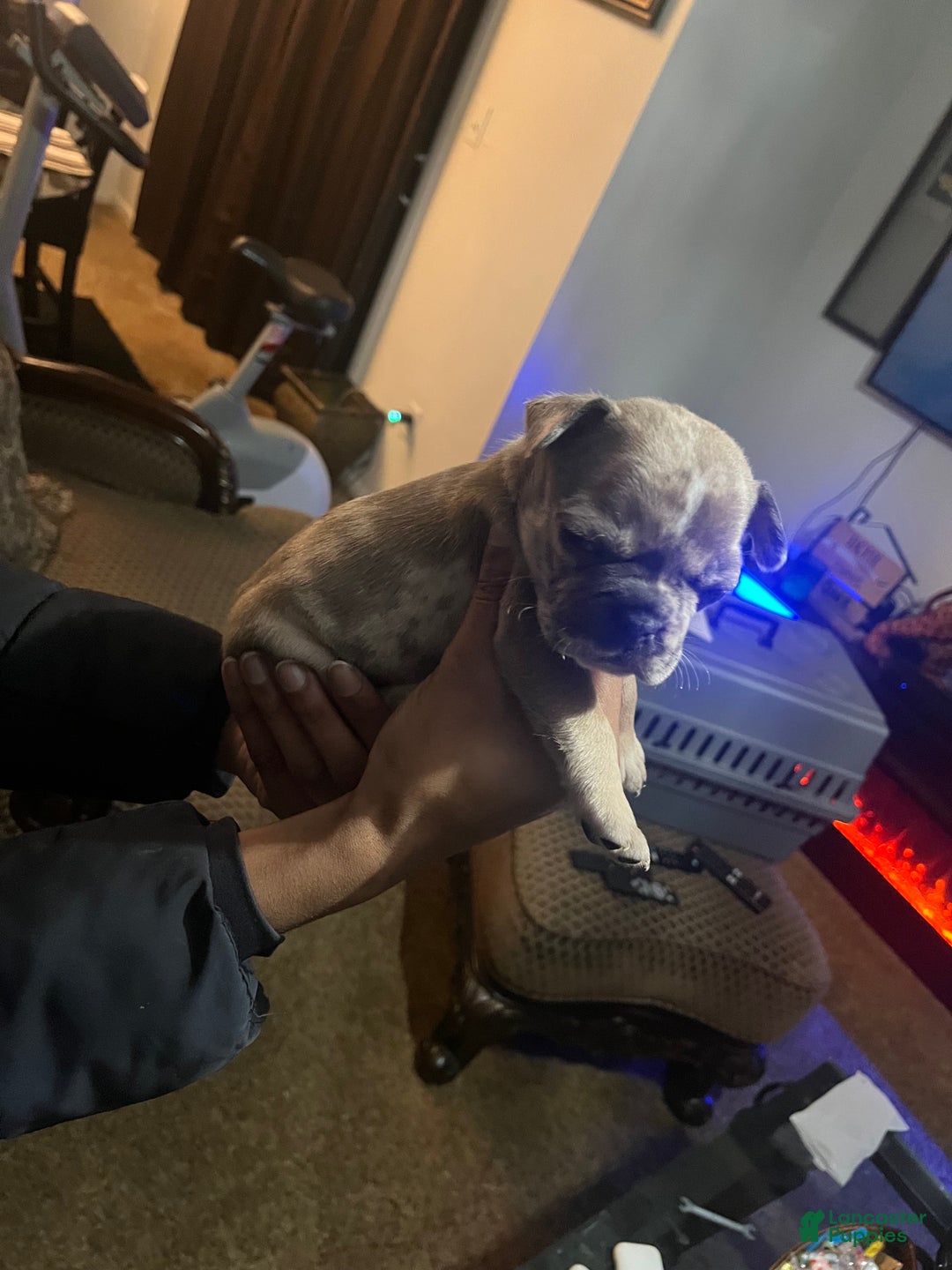 American Staffordshire Terrier dogs for sale: Chocolate Merle tricolor French bulldog  - Ad 4