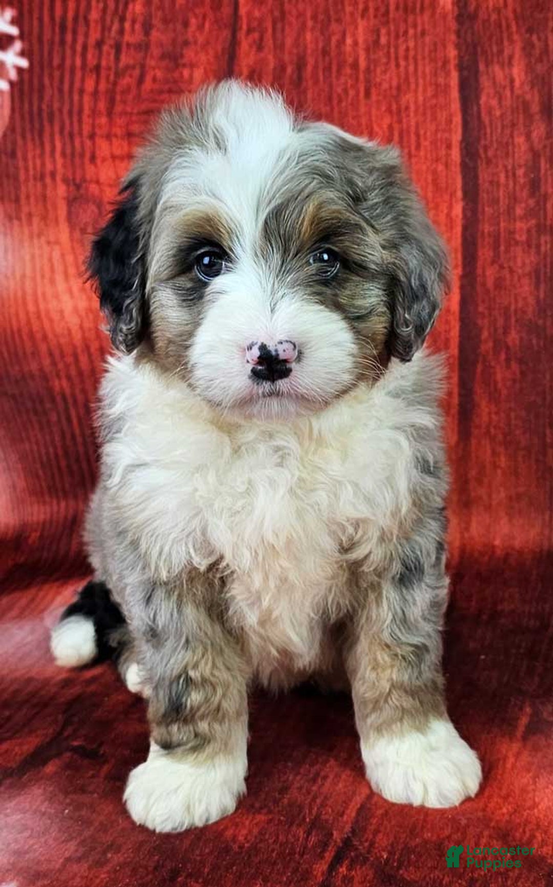 Mini Bernedoodle dogs for sale: Huckleberry - Ad 1