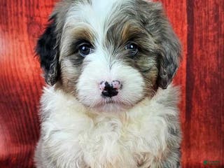 Mini Bernedoodle dogs Huckleberry - Ad 1