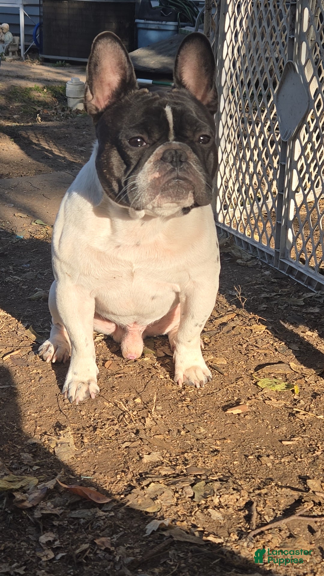 French Bulldog dogs for stud: Maui  - Ad 4