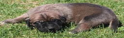 Mixed Breed dogs for sale: Beast - Ad 7